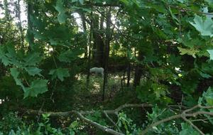 Des bêtes bien cachées...