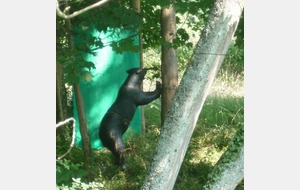 Pas facile celui là! et une flèche dans l'arbre!!!