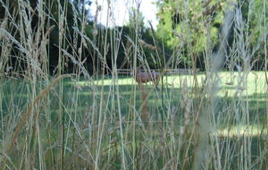 Augny, sa savane, son Lion...