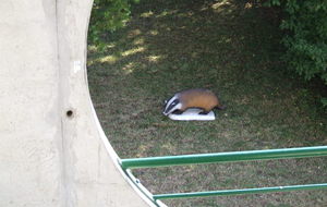 Blaireau toi même..;